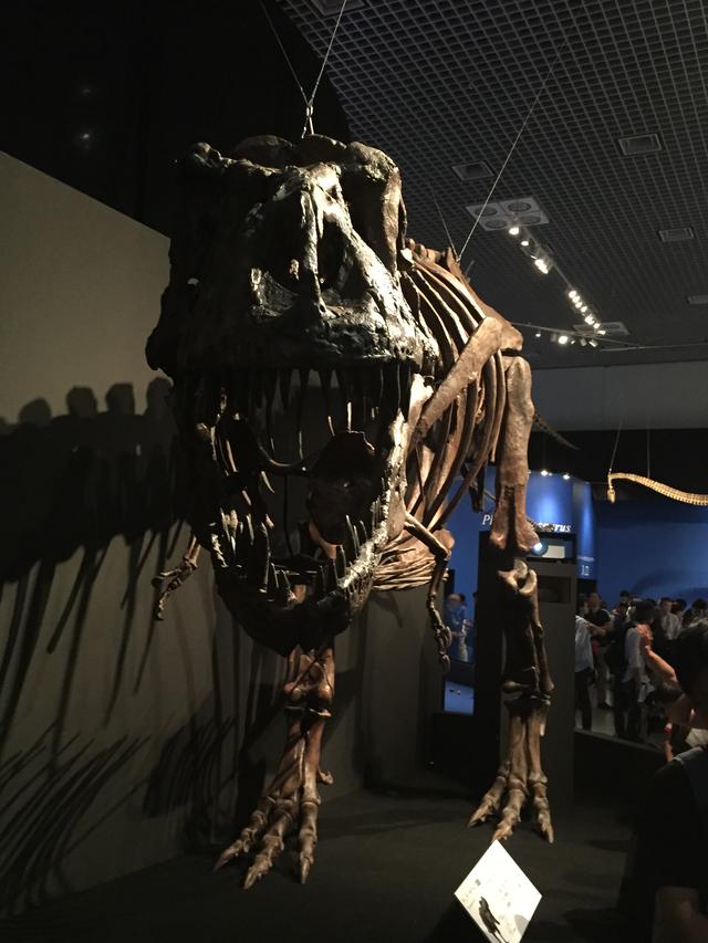 画像: 「絶滅の境界を歩いて渡る」エリア