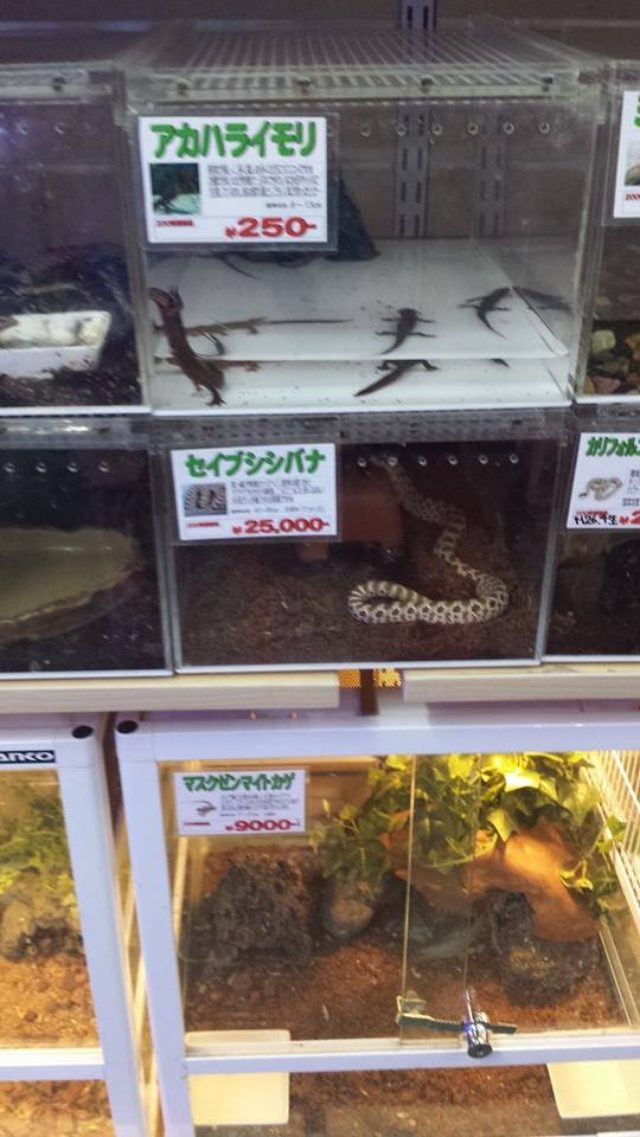 画像: 爬虫類コーナーで癒される、、、。 ©kanaishuntaro cinefil-asia