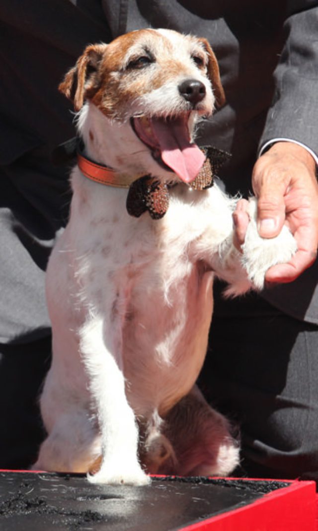 画像: ハリウッドに犬として足形を初めて残したアギー (c)Imagecollect. http://www.hollywood-news.jp