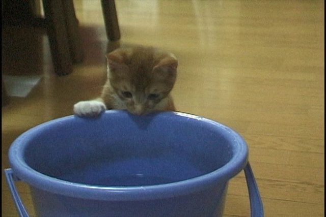 画像: 吉祥寺にゃんこ映画祭『みんな生きている~飼い主のいない猫と暮らして~』