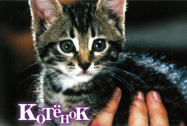 画像: 吉祥寺にゃんこ映画祭『こねこ』
