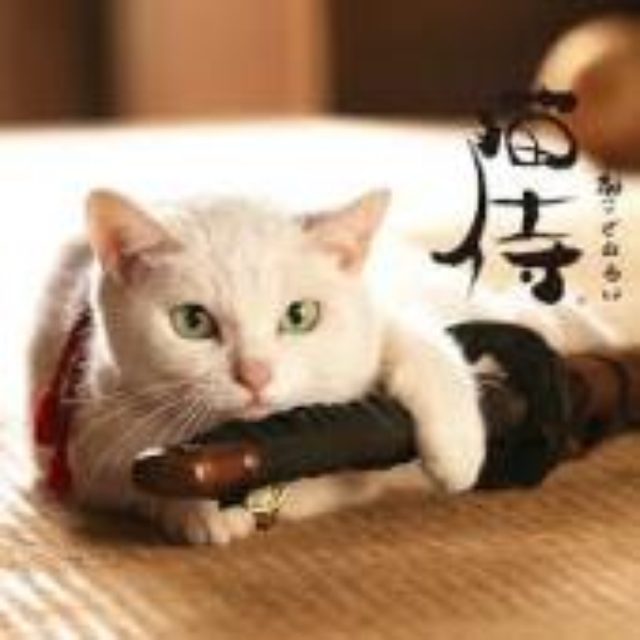 画像1: 日本初!猫の長編映画を集めた『にゃんこ映画祭』吉祥寺で初開催!猫カフェ他にて上映 !