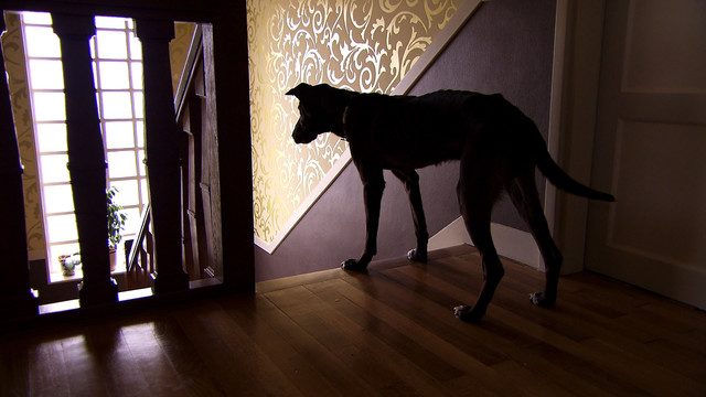 画像1: 「犬を連れた女性」 (c)MLD Films http://natalie.mu/eiga/news/162370