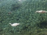 画像: 恐ろしいほど澄んだ湖水。夏は市民が水泳を楽しむと言う。