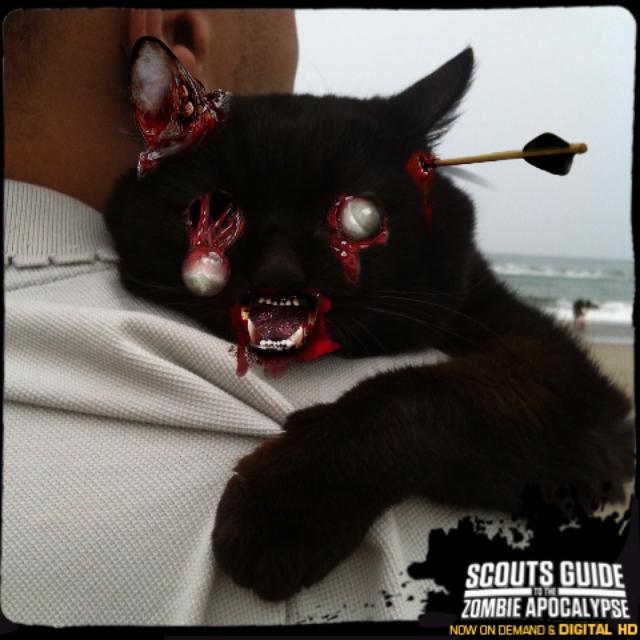 画像: ウチの黒猫をゾンビ−キャットにしてみた。本作のオフィシャルサイトに愛猫の画像を上げて、ゾンビ化して遊んでみよう。 www.scoutsandzombiesmovie.com