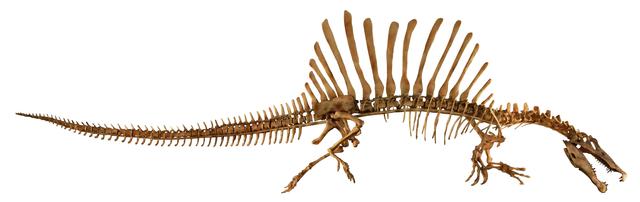 画像: スピノサウルス全身 Courtesy of The University of Chicago /photo by Mike Hettwer