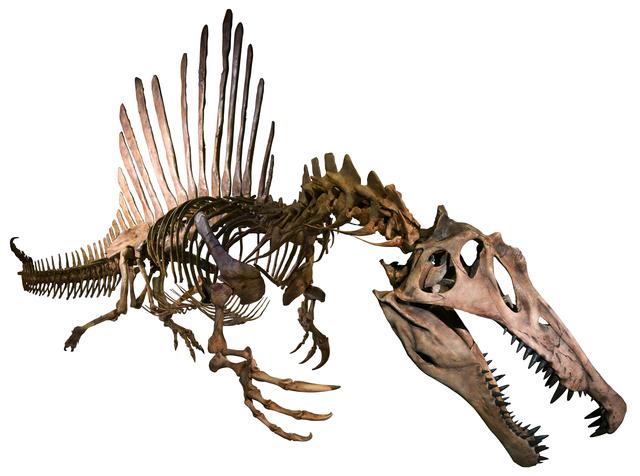 画像: スピノサウルス正面 Courtesy of The University of Chicago