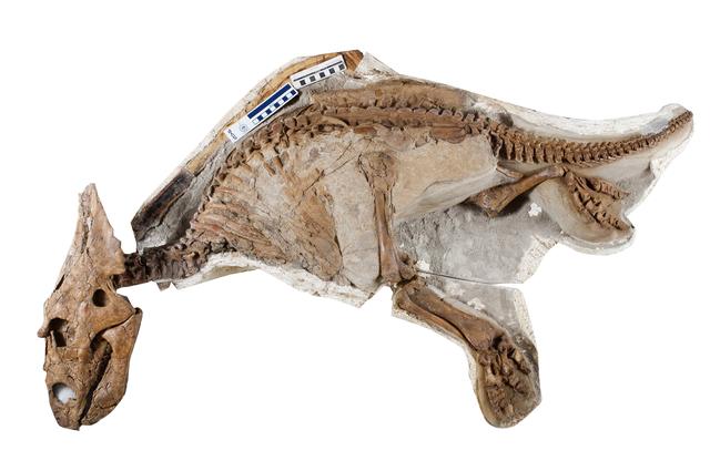 画像: カスモサウルス実物化石(幼体) 所蔵:アルバータ大学(カナダ) Photographed by John Ulan, © University of Alberta, Faculty of Science.