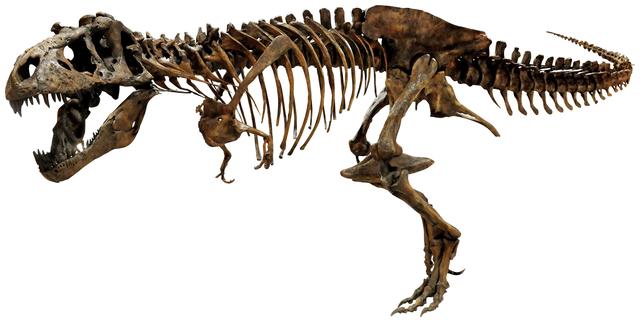 画像: ティラノサウルス全身 Courtesy of The Royal Saskatchewan Museum