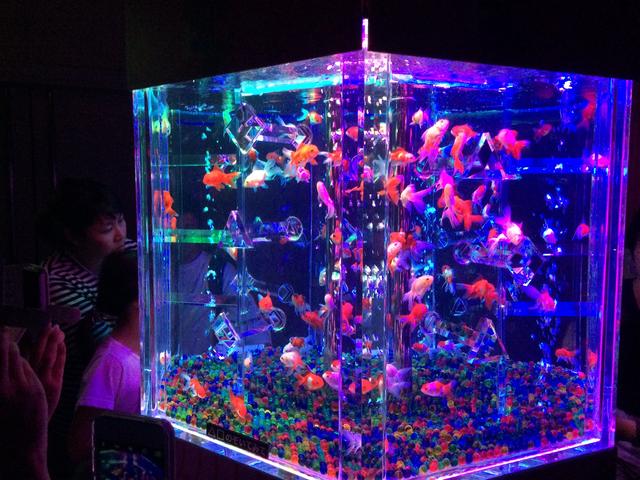 画像1: アートアクアリウム誕生10周年記念祭 「アートアクアリウム展~大阪・金魚の艶~&ナイトアクアリム」