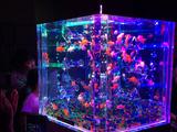 画像1: アートアクアリウム誕生10周年記念祭 「アートアクアリウム展~大阪・金魚の艶~&ナイトアクアリム」
