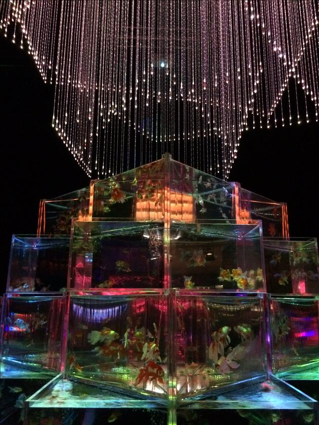 画像3: アートアクアリウム誕生10周年記念祭 「アートアクアリウム展~大阪・金魚の艶~&ナイトアクアリム」