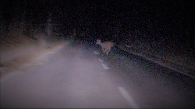 画像: 夜、母鹿に続いて、道路を横断する小鹿、富士山麓、鳴沢村にて