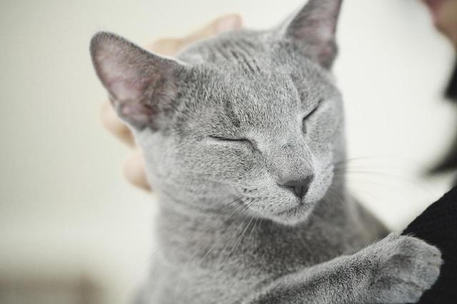 画像3: ©2018「猫は抱くもの」製作委員会