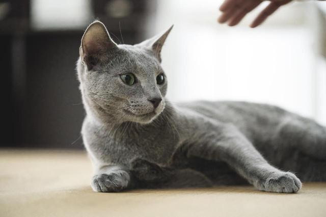 画像5: ©2018「猫は抱くもの」製作委員会