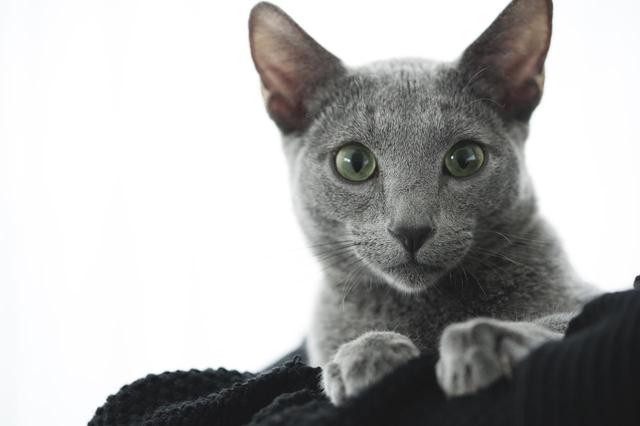 画像4: ©2018「猫は抱くもの」製作委員会