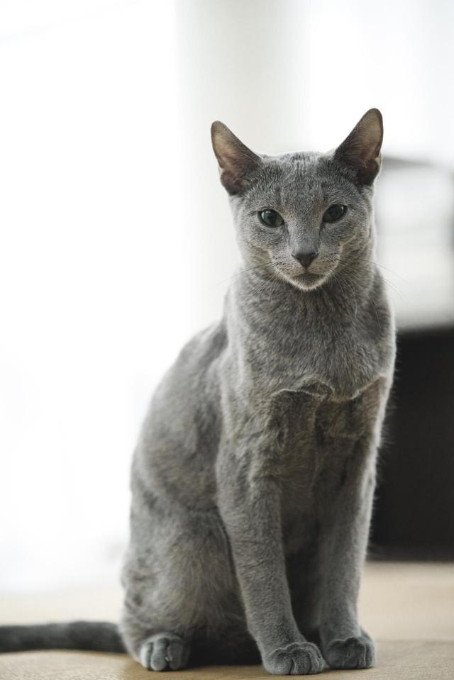 画像2: ©2018「猫は抱くもの」製作委員会