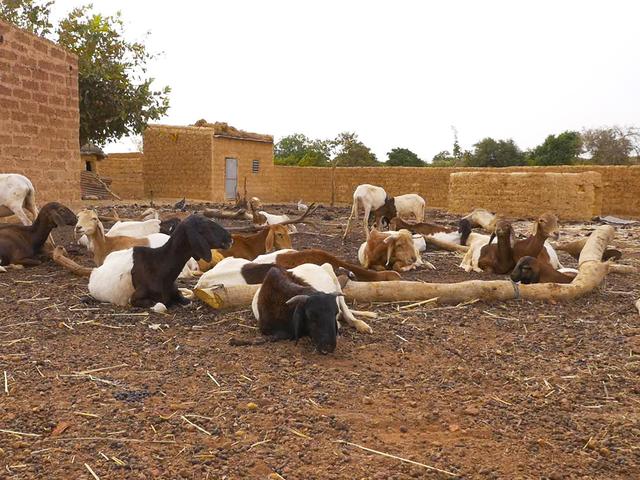 画像: チルメンガさんが飼っているたくさんの家畜
