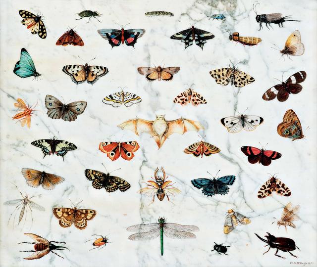 画像: ヤン・ファン・ケッセル1世 《蝶、カブトムシ、コウモリの習作》 1659年 Private Collection, USA
