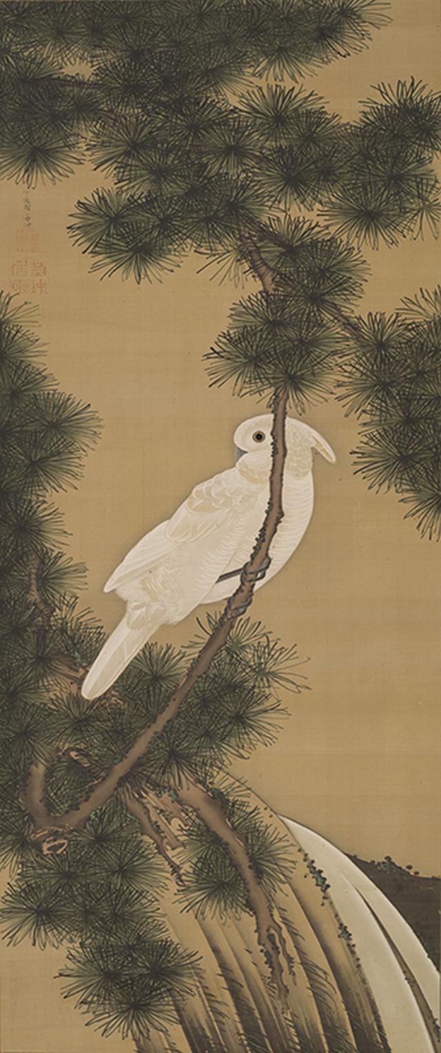 画像: 《老松鸚鵡図》絹本著色 個人蔵