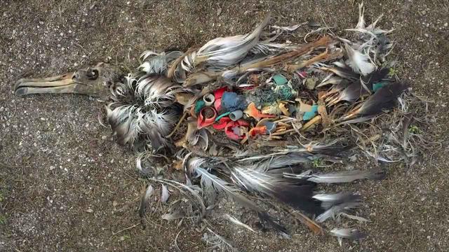 画像2: 海がプラスチックで溢れている―。 わたしたちに何ができるのだろうか
