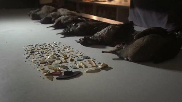 画像1: 海がプラスチックで溢れている―。 わたしたちに何ができるのだろうか