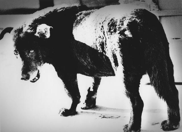 画像1: ©Daido Moriyama Photo Foundation