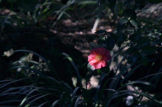 画像13: ©2020“A Garden of the Camellias” film partners