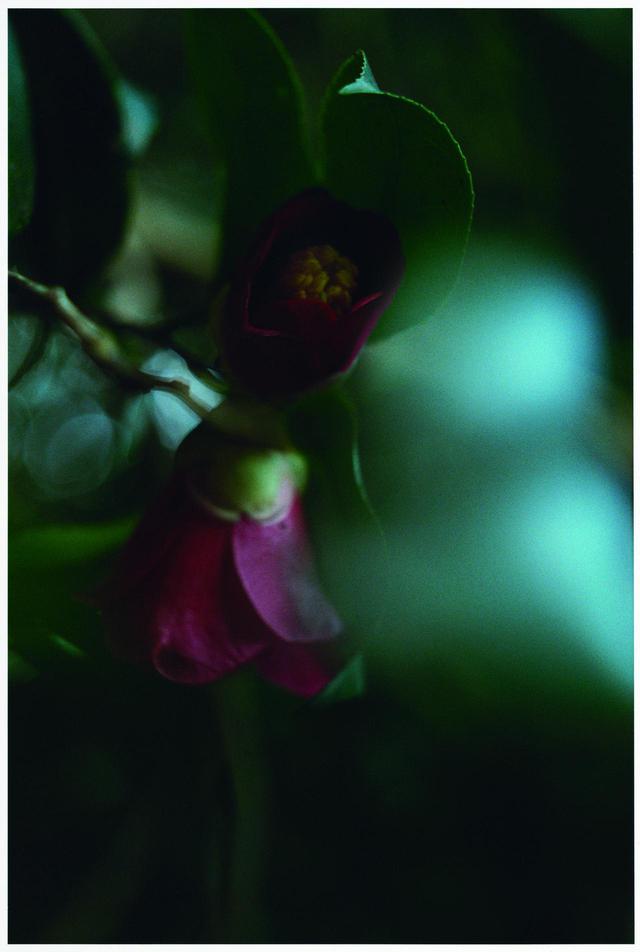 画像1: ©2020 “A Garden of Camellias” Film Partners