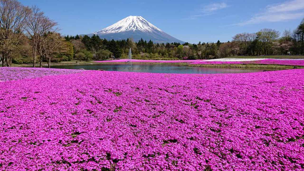 富士の麓へ小旅行〜芝桜に誘われて 「2021富士芝桜まつり」• 鳴沢氷穴