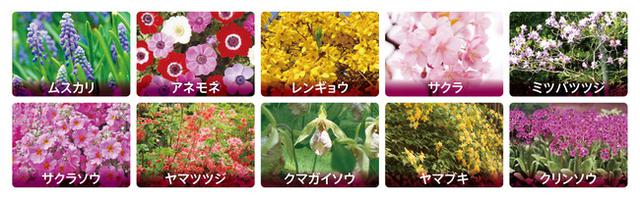 画像: 芝桜のほかにも色鮮やかな花たち
