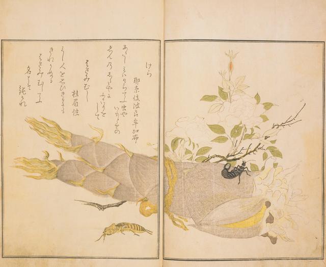 江戸 仕掛本　べらぼう　春画 江戸 仕掛本 べらぼう 春画