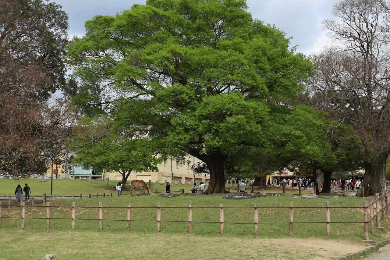 画像: 奈良国立博物館に残る春日両塔の基壇のうち、西の塔の基壇。背後左手に旧本館、奥に新館