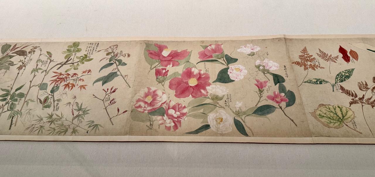 画像1: 重要文化財 円山応挙《写生図巻 (甲巻)》(部分)1771-72年 株式会社千總ホールディングス蔵 「きもののヒミツ 友禅のうまれるところ」京都国立近代美術館 内覧会にて撮影 photo by © cinefil