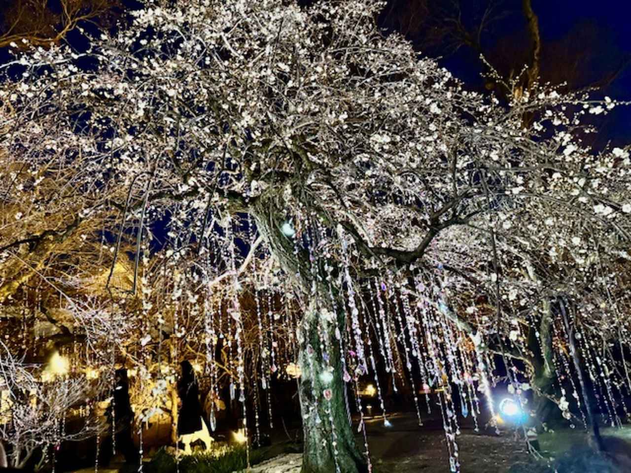 画像2: 梅苑《 光と花の庭 》「KYOTO NIPPON FESTIVAL 2026 -時をこえ、華ひらく庭-」内覧会にて撮影 photo by ©cinefil