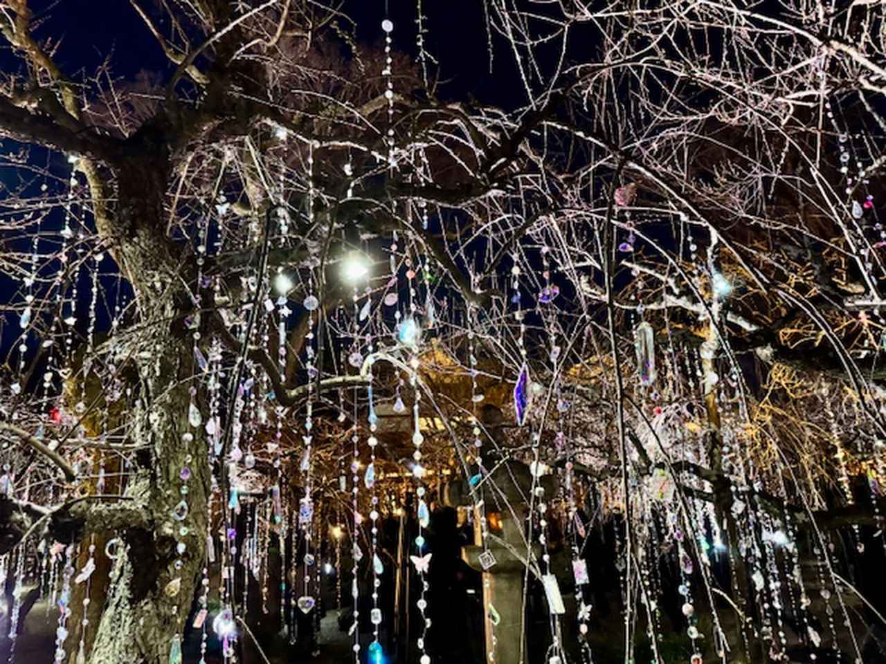 画像1: 梅苑《 光と花の庭 》「KYOTO NIPPON FESTIVAL 2026 -時をこえ、華ひらく庭-」内覧会にて撮影 photo by ©cinefil