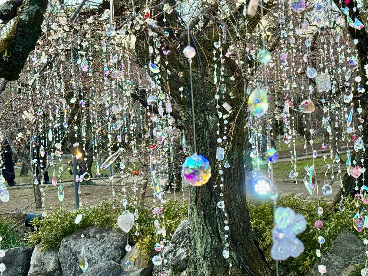 画像1: 梅苑《 光と花の庭 》「KYOTO NIPPON FESTIVAL 2026 -時をこえ、華ひらく庭-」内覧会にて撮影（昼間）　photo by ©cinefil