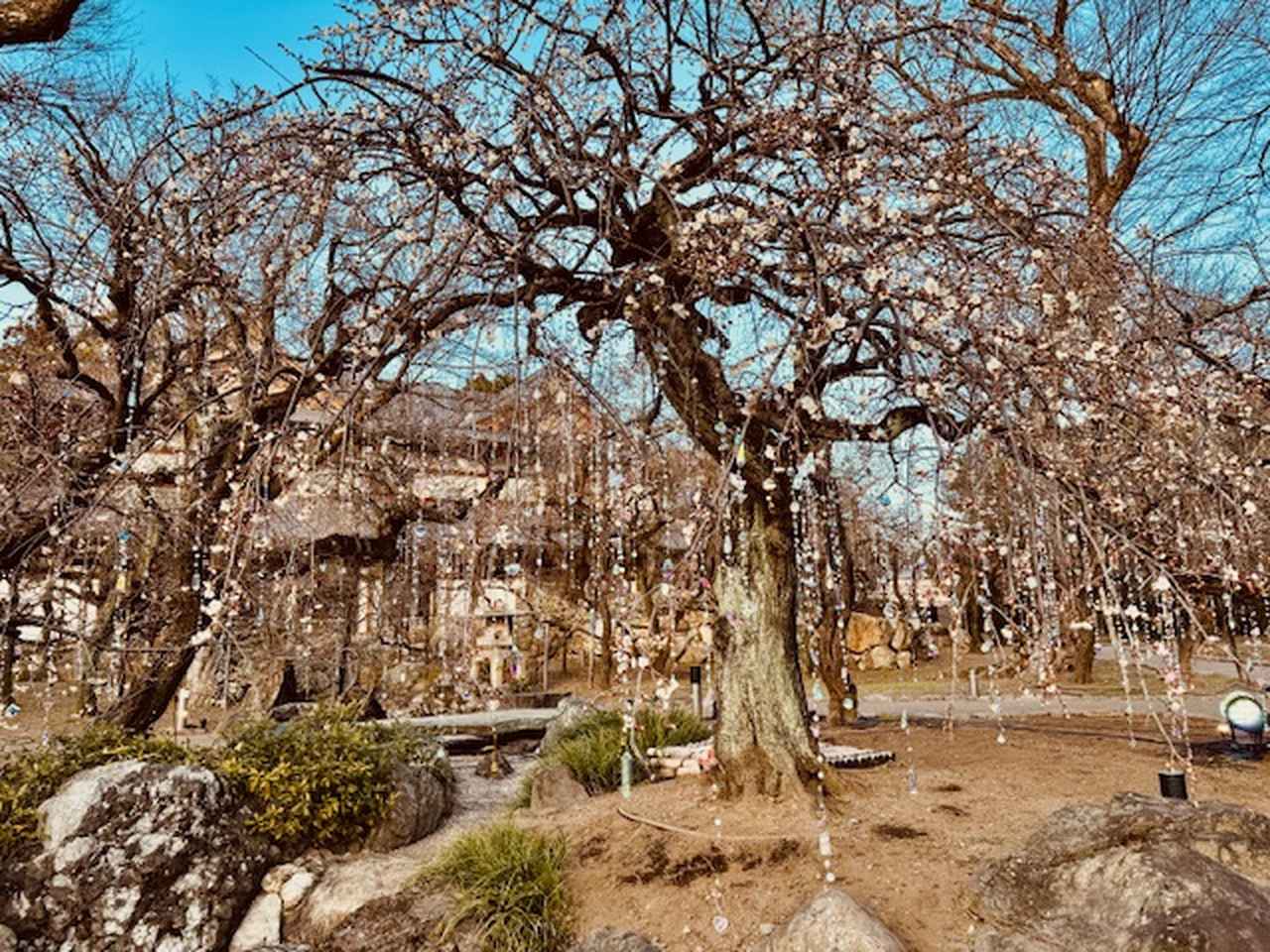 画像2: 梅苑《 光と花の庭 》「KYOTO NIPPON FESTIVAL 2026 -時をこえ、華ひらく庭-」内覧会にて撮影（昼間）　photo by ©cinefil