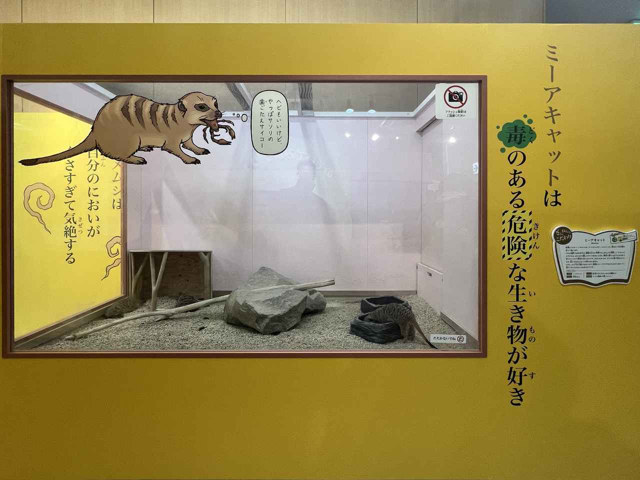 画像: 展示風景：ミーアキャットのブース photo©︎saitomoichi