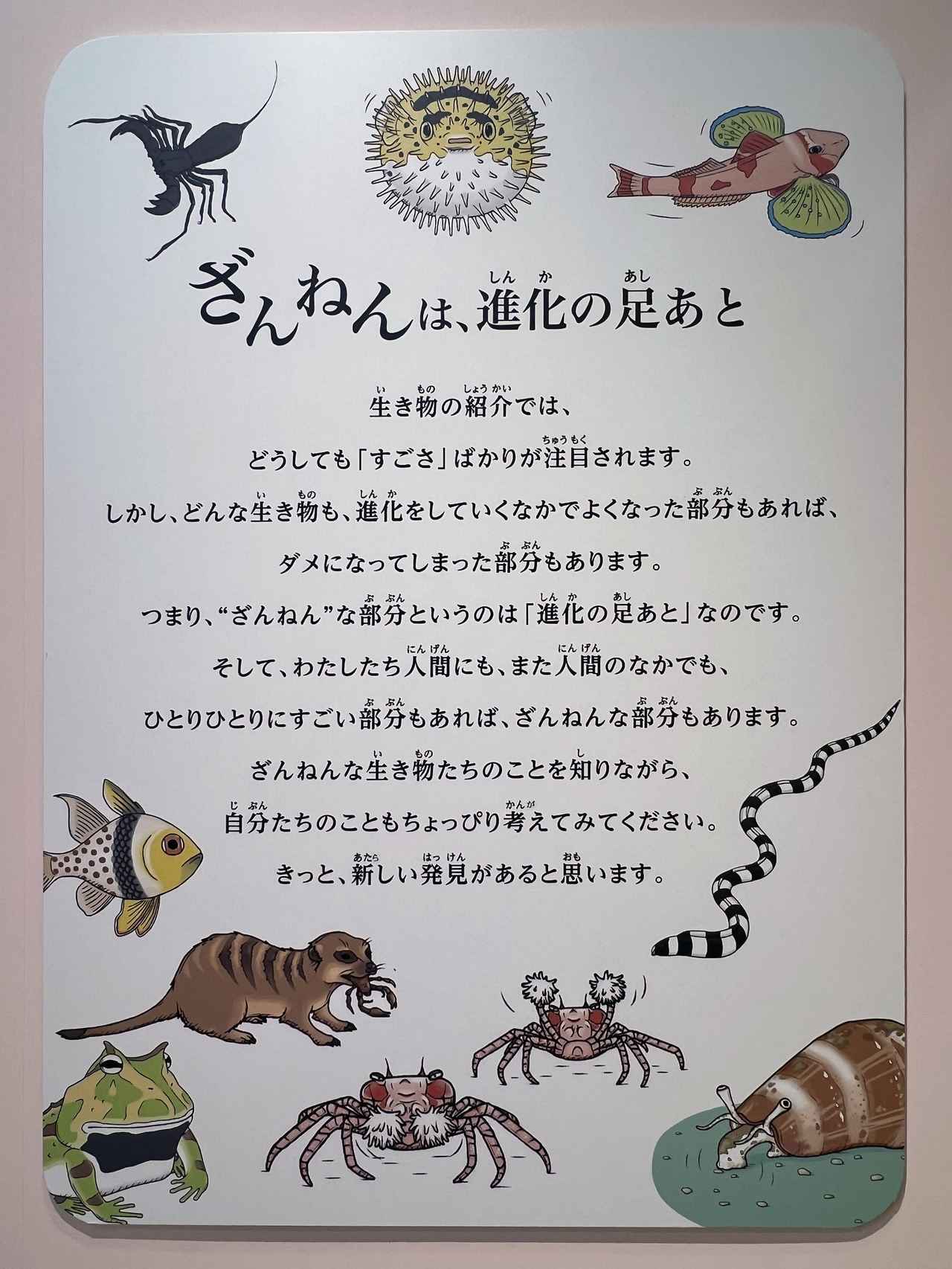 画像: 展示風景：「ざんねんは、進化の足跡」のパネル photo©︎saitomoichi
