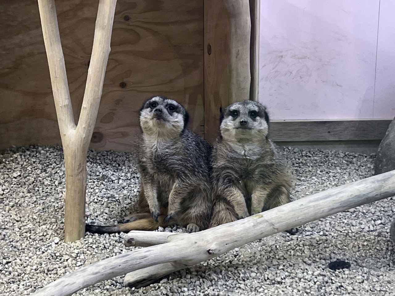 画像: 展示風景：ミーアキャットのブース2 photo©︎saitomoichi