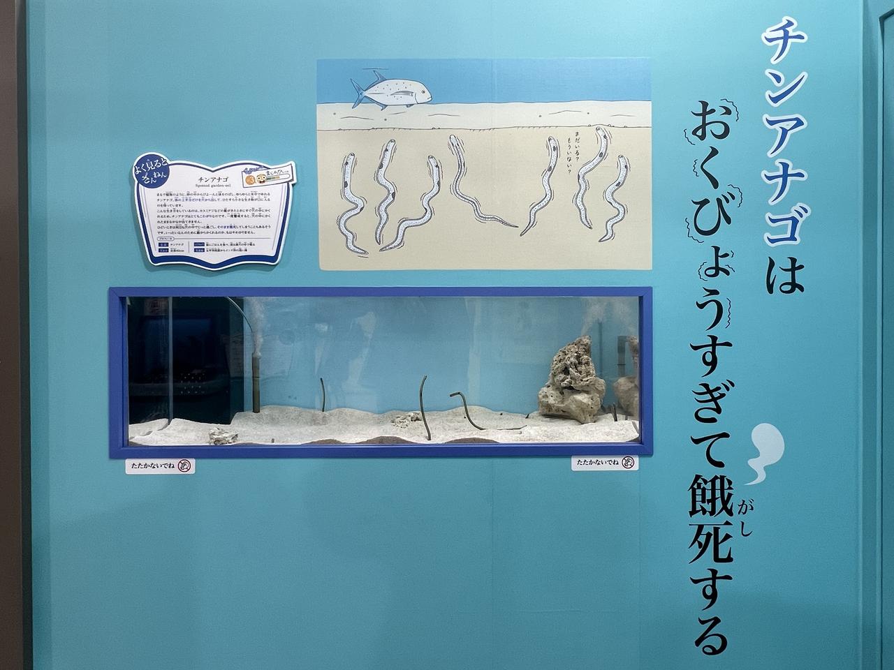 画像: 展示風景：チンアナゴのブース photo©︎saitomoichi