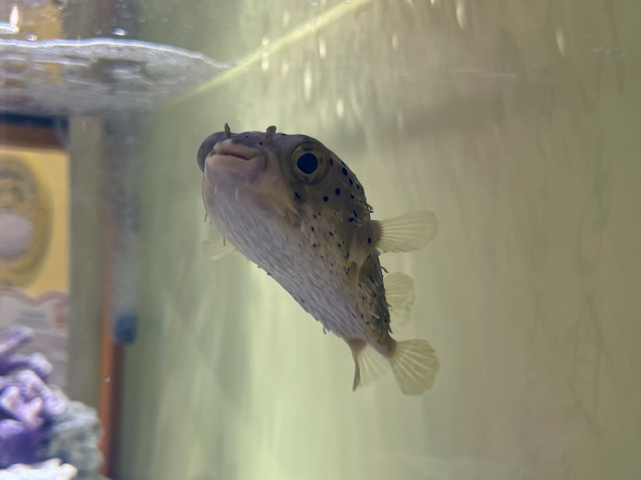 画像: 展示風景：ハリセンボンのブース2 photo©︎saitomoichi