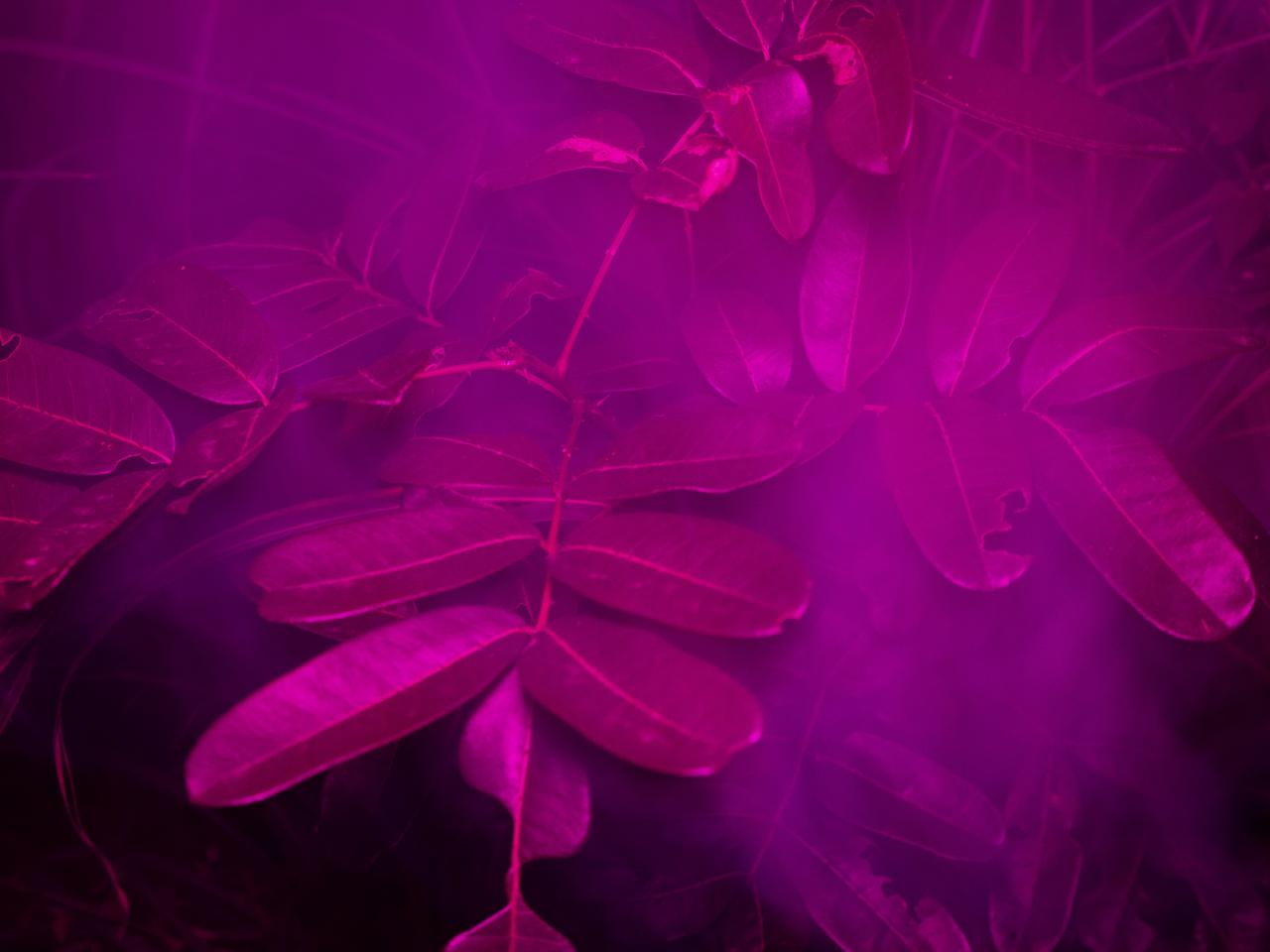 画像: ジュリエット・ア ニェル　光の薫り © Juliette Agnel / courtesy Galerie Clémentine de la Féronnière & Photo Days