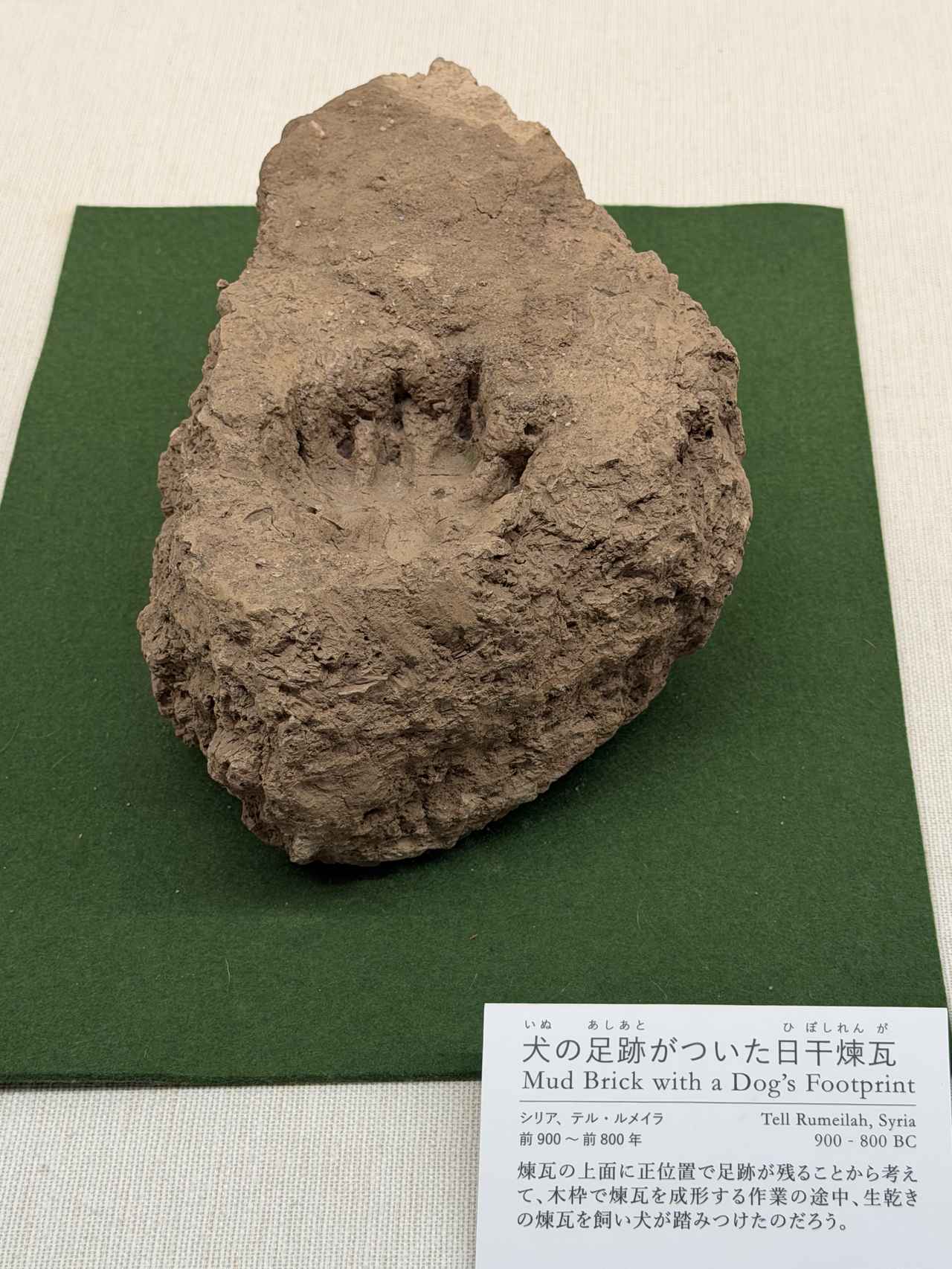 画像: 展示風景:犬の足跡がついた日干煉瓦 photo©️moichisaito