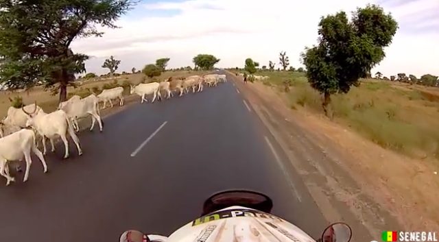 画像: アフリカの道路は動物優先です?