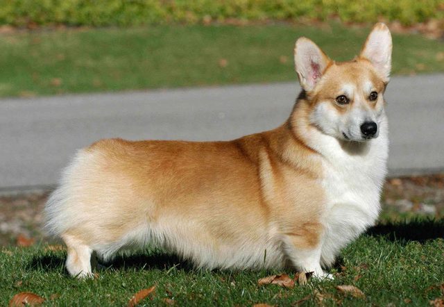画像: ちなみにこちらがウェルシュ・コーギー犬。胴長で短足の姿が、コーギー・モーターサイクル社の製品のイメージにぴったりです。 www.dogwallpapers.net