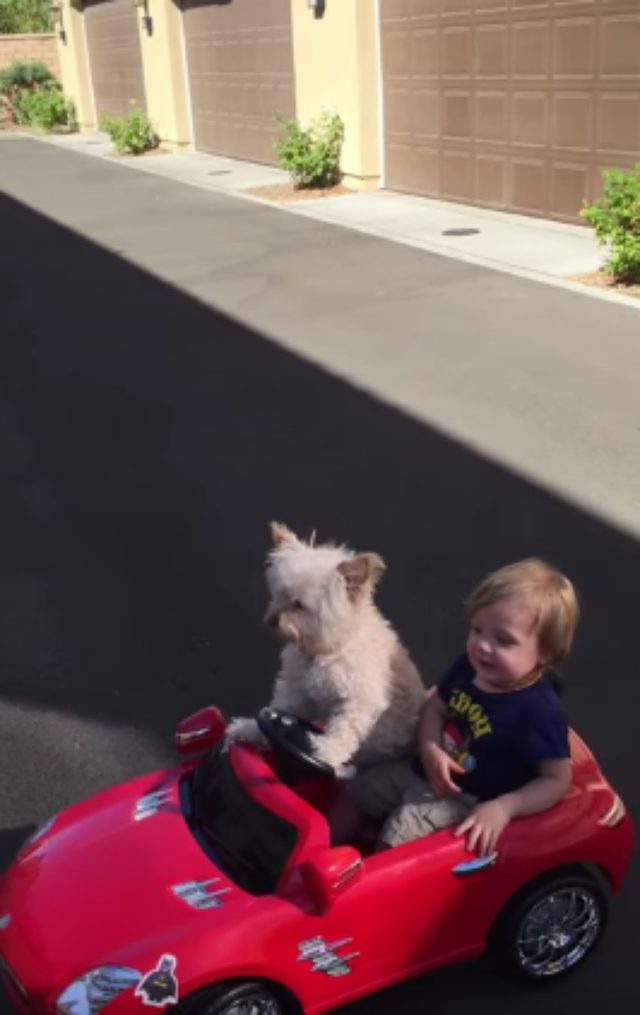 画像1: おもちゃの車で遊ぶ犬とこどもが可愛すぎる!!!!!