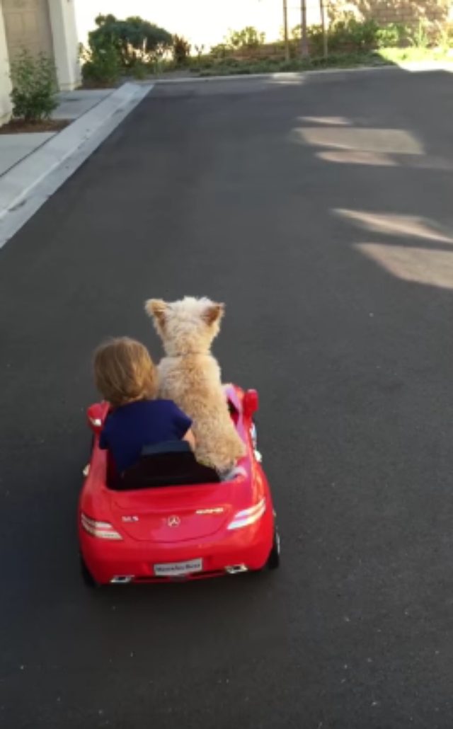 画像3: おもちゃの車で遊ぶ犬とこどもが可愛すぎる!!!!!