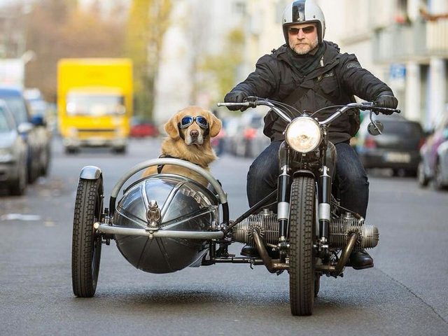 画像: 多くのサイドカーファンが憧れるBMWアウトフィット。犬と飼い主は似てくるといいますが、確かに表情がソックリ? s-media-cache-ak0.pinimg.com